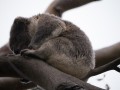 0330-1607 Otway koala (1020882)